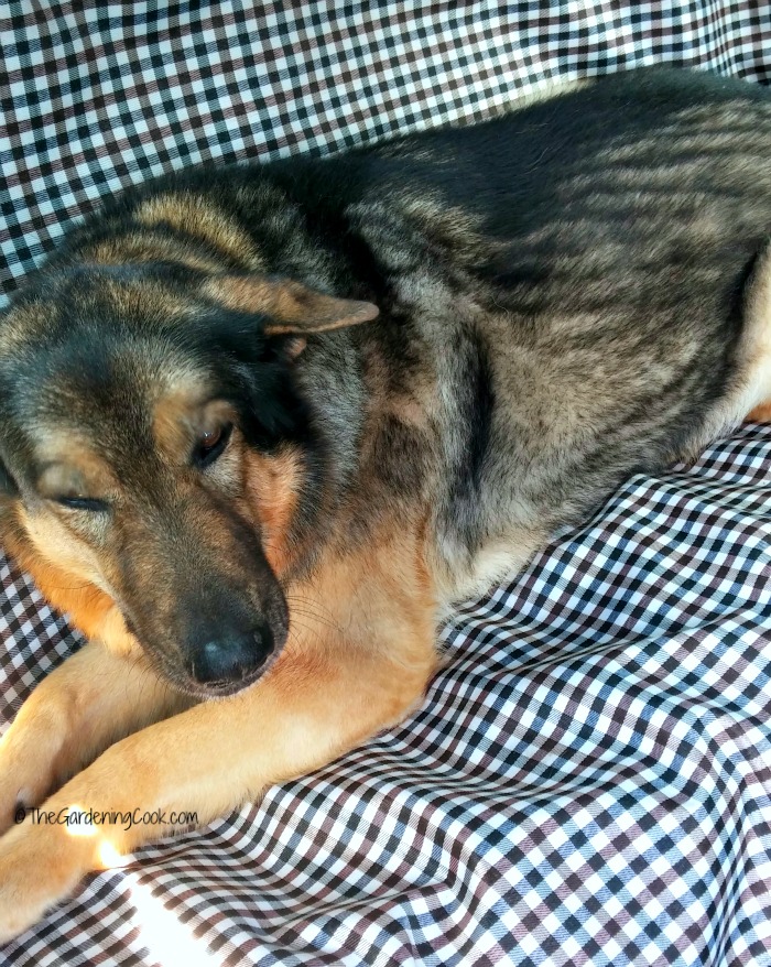 Viajar de carro é divertido para os cachorros.