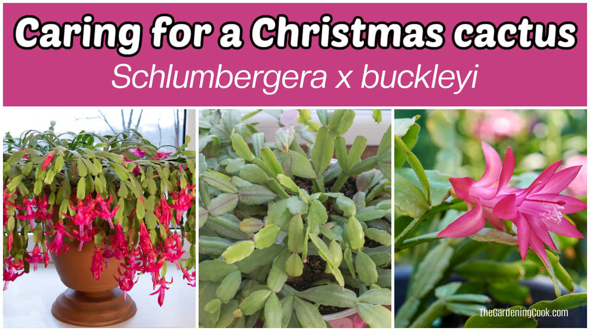 O cacto-de-Natal tem bordas lisas e flores tubulares. Imagens de um cacto natalino em flor em um vaso ao lado de um close do formato da folha e da flor. A caixa de texto rosa diz Cuidados com o cacto-de-Natal - Schlumbergera x buckleyi.