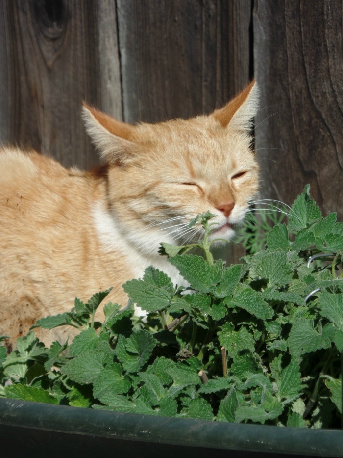 Seu gato adora catnip, mas os mosquitos não!