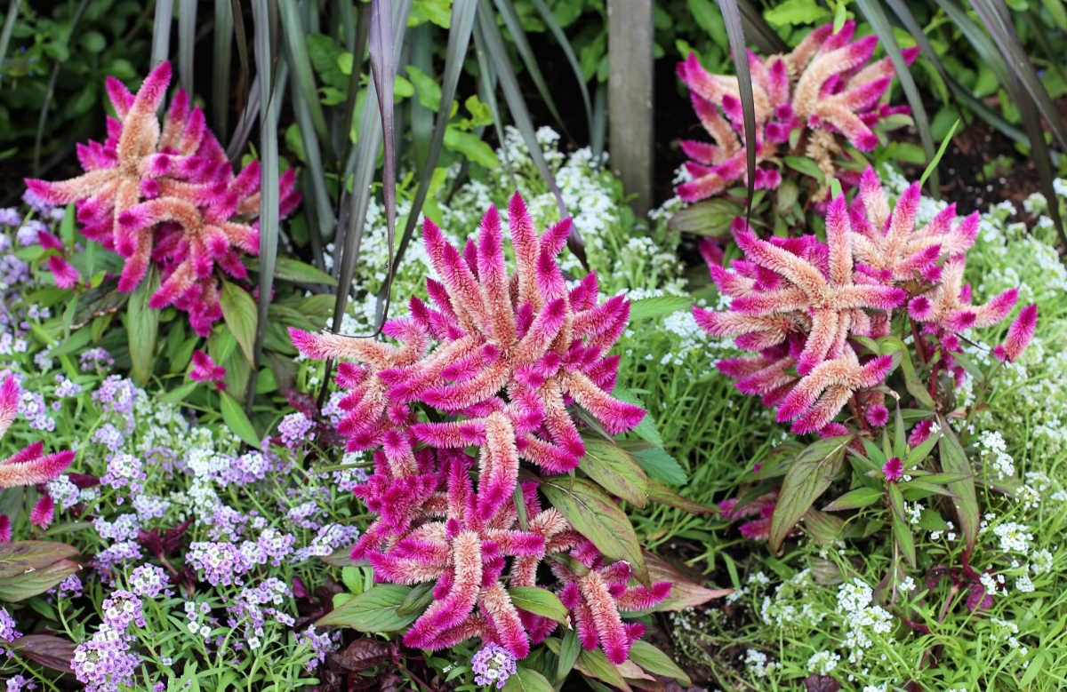 Anuais de celosia para jardim cottage em plena floração.
