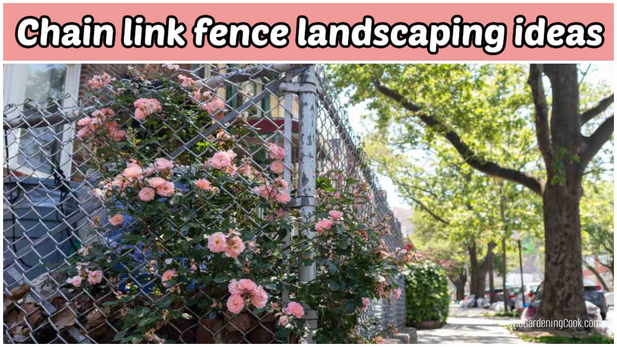 Uma rosa trepadeira rosa é uma ótima ideia de paisagismo para cerca de tela.