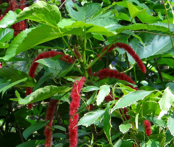 Planta Chenille também é chamada de rabo do gato.