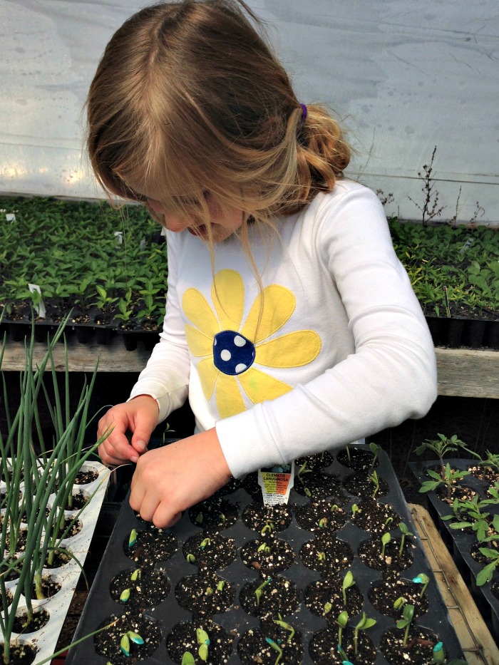 Ensine as crianças a alegria de plantar, deixando-as começar a cultivar sementes heirloom.