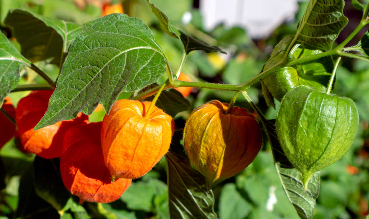 Cápsulas da planta lanterna chinesa em tons que vão do verde ao laranja.