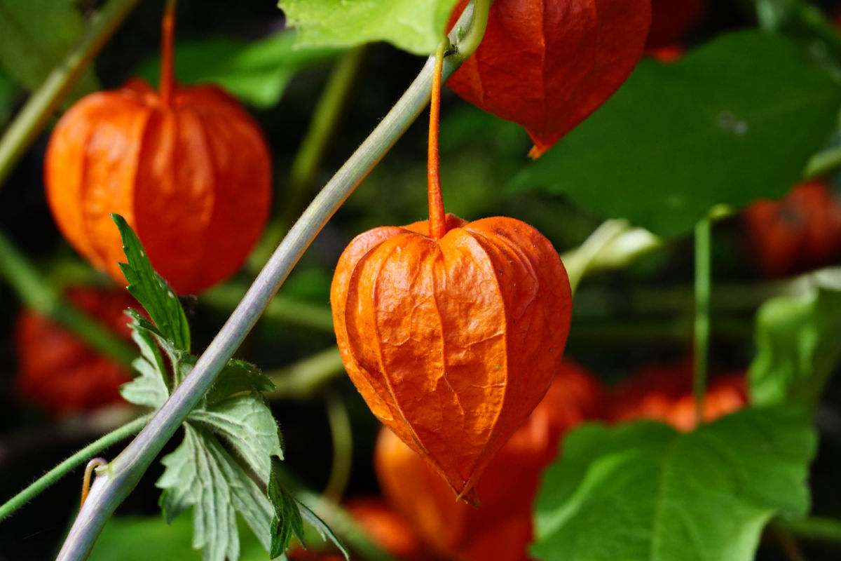 Frutos alaranjados com aparência de abóbora da planta lanterneira chinesa.