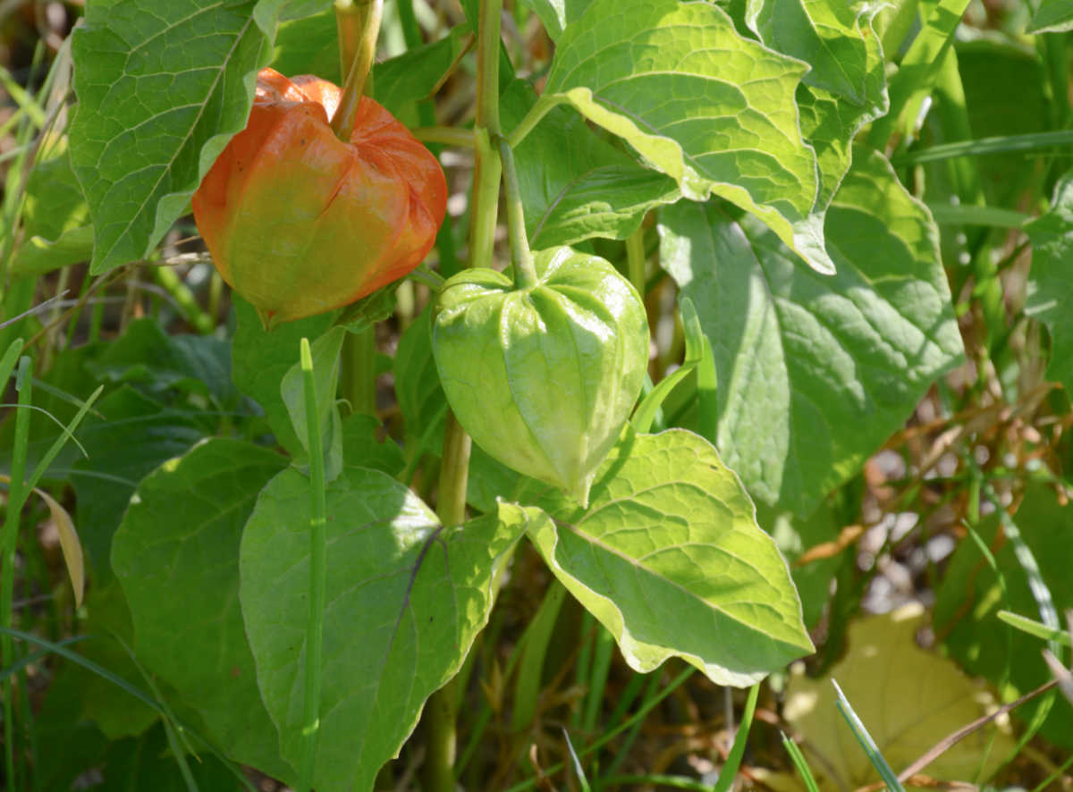 Planta lanterna chinesa em um jardim ensolarado.
