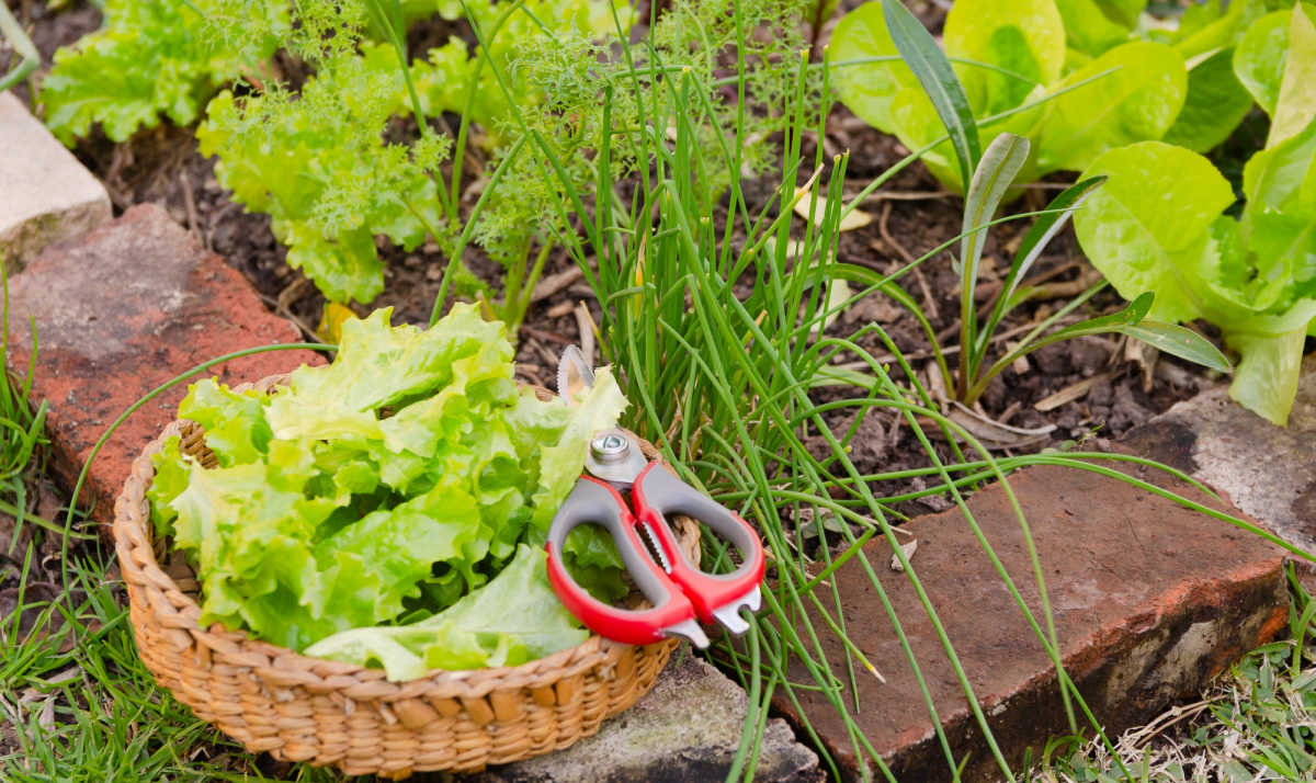 cebolinha plantas companheiras Uma cesta de folhas verdes com tesoura em um jardim com plantas companheiras da cebolinha.