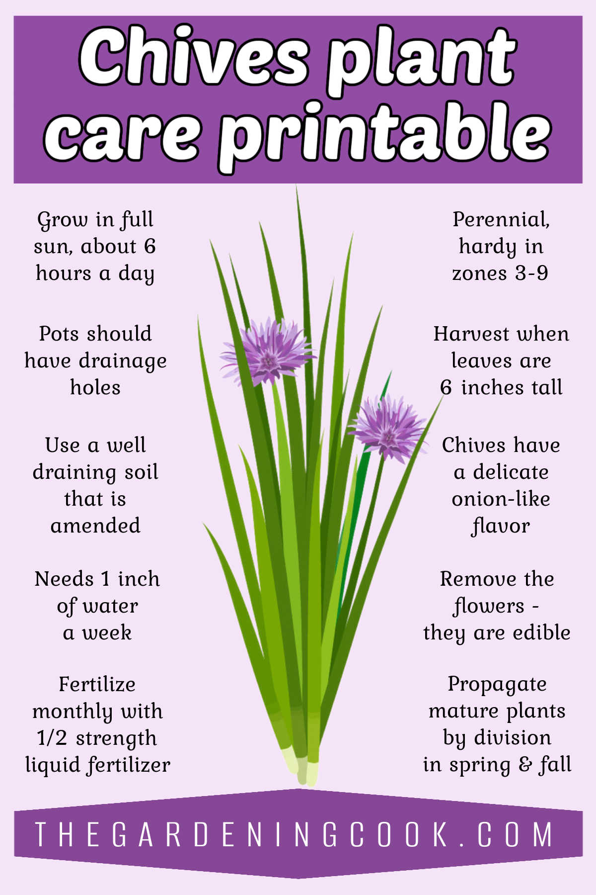 Um gráfico com uma imagem de uma planta de cebolinha cercada por dicas de cuidados para seu cultivo. Caixa de texto roxa diz Impressão de Cuidados com a Cebolinha.