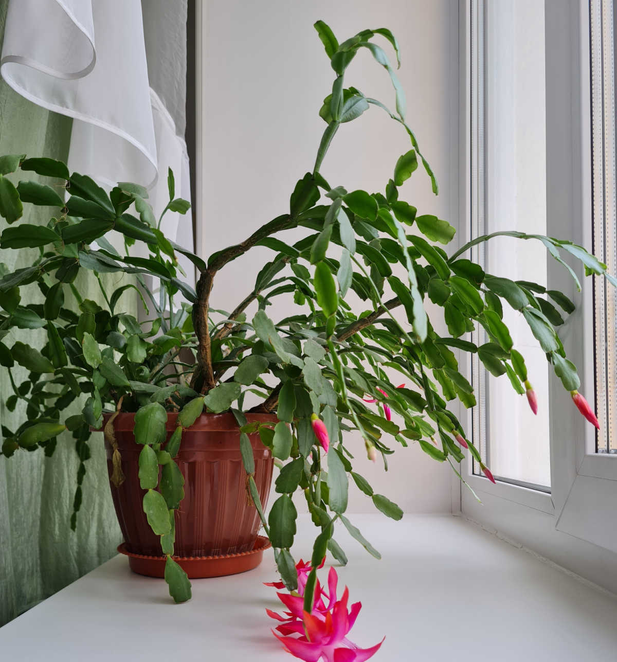 Uma planta de Schlumbergera x buckleyi sobre uma prateleira perto de uma janela com luz intensa e filtrada.