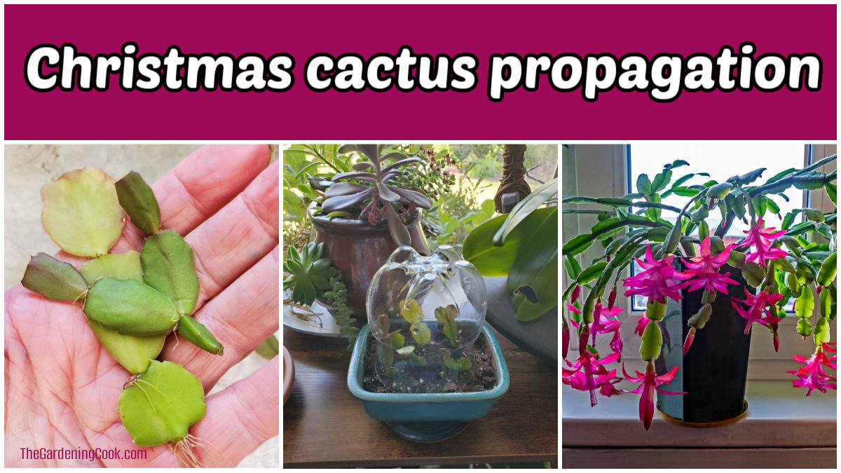 Como conseguir plantas de cacto-de-Natal de graça. Uma montagem mostrando uma mão segurando estacas de cacto-de-Natal, um mini terrário com estacas plantadas e uma planta em flor. A caixa de texto rosa diz propagação do cacto-de-Natal.