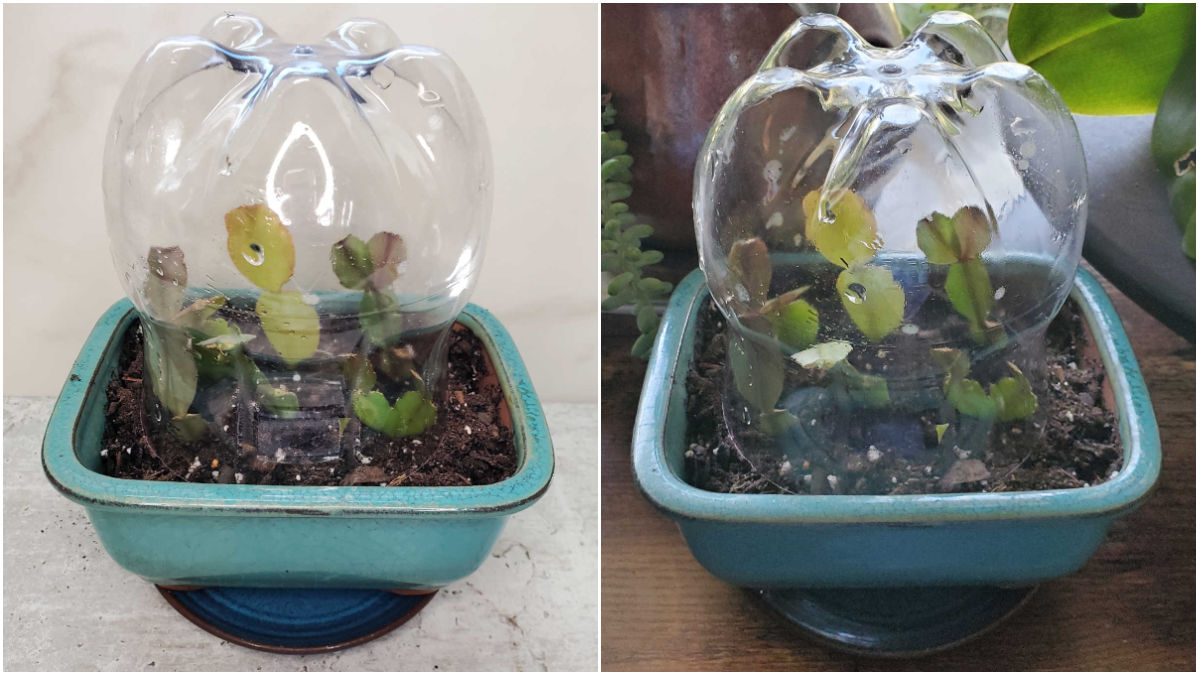 Criando uma miniestufa para as estacas Montagem mostrando uma estufa caseira para estacas de cacto-de-Natal: uma garrafa de plástico cobrindo estacas em um vaso azul sobre uma bancada e a mesma configuração colocada em uma janela ensolarada com outras plantas.