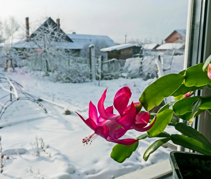 Cacto de Natal em flor com neve do lado de fora de uma janela.