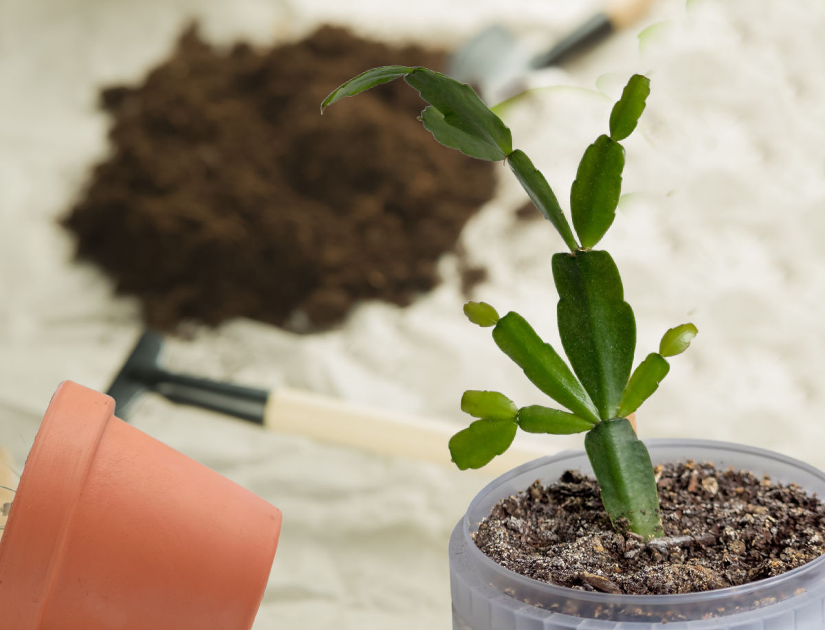 Use um substrato bem drenado para suculentas. Um pequeno cacto-de-Natal em um vaso pequeno ao lado de terra, ferramentas de jardinagem e um vaso de barro.