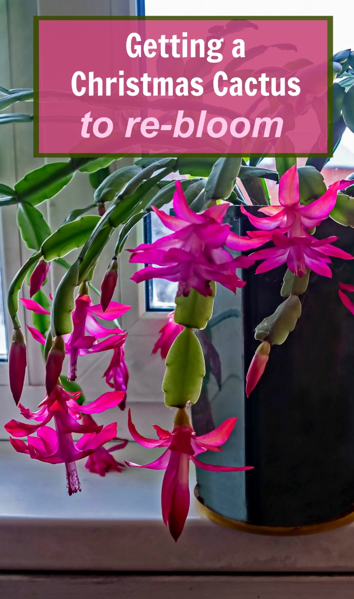 Schlumbergera rosa em flor com texto dizendo 