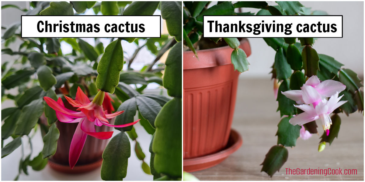 Cacto-de-Natal vs. cacto de Ação de Graças Uma montagem lado a lado comparando o cacto-de-Natal e o cacto de Ação de Graças. A imagem da esquerda mostra folhas recortadas identificadas como cacto-de-Natal, e a da direita mostra folhas pontiagudas identificadas como cacto de Ação de Graças.