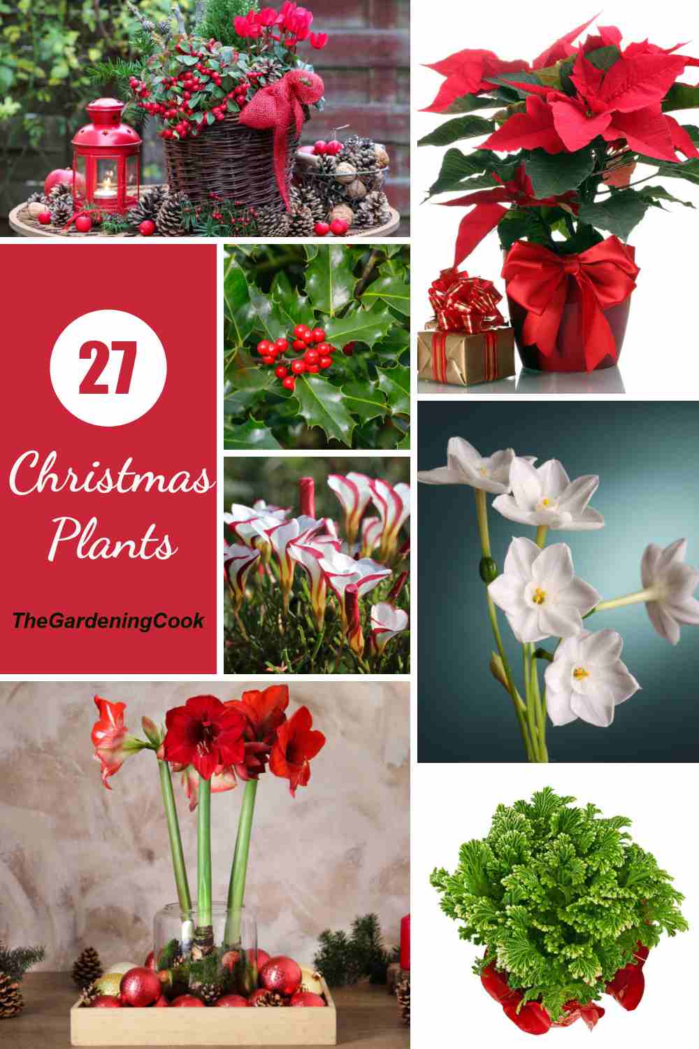 Poinsettia, papelzinhos, samambaia gelada, sorrel e amarílis com o texto 27 Christmas Plants.
