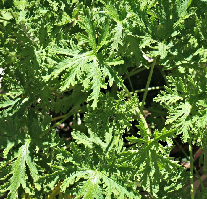 Planta de citronela
