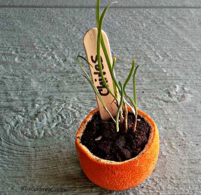 Uma casca de laranja usada como vaso biodegradável para sementes de cebolinha.