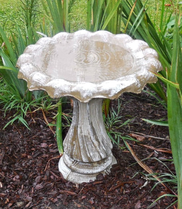 Um bebedouro de pássaros de cimento limpo, cheio de água fresca, em um jardim cercado por folhas de íris e cobertura morta marrom.