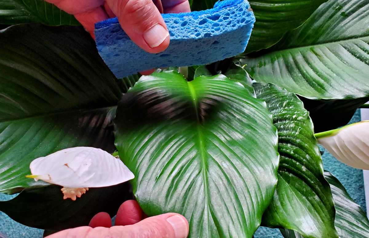 Mão com esponja azul limpando as folhas do lírio da paz.