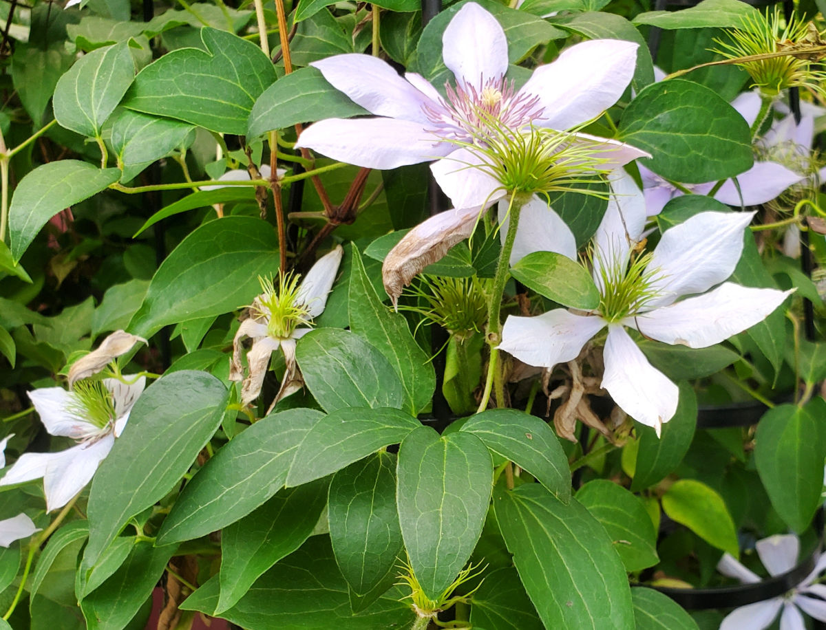 Clematis, trepadeira de jardim cottage em plena floração.