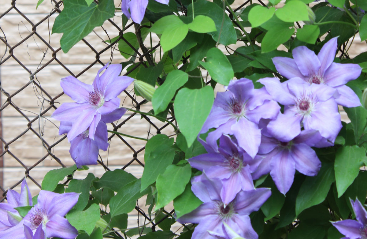 Trepadeiras roxas de clematis cobrindo uma cerca de tela.