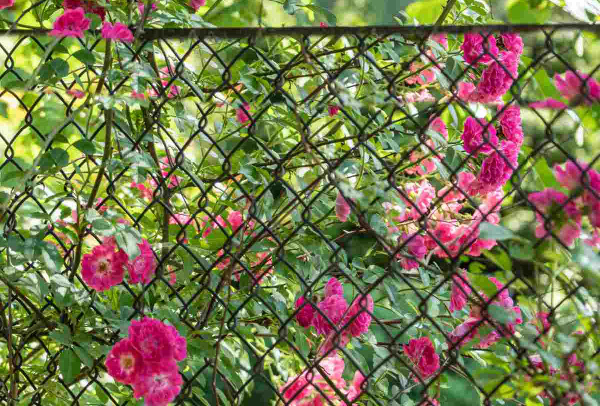 Rosas cor-de-rosa trepadeiras cobrindo uma cerca de tela.