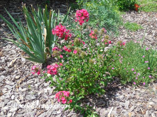 Rosas, íris e outras plantas em um canteiro com cobertura morta.