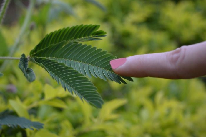 Um dedo tocando uma planta sensível