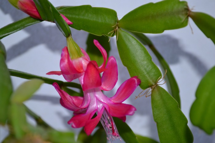close-up de cacto de Natal rosa em flor