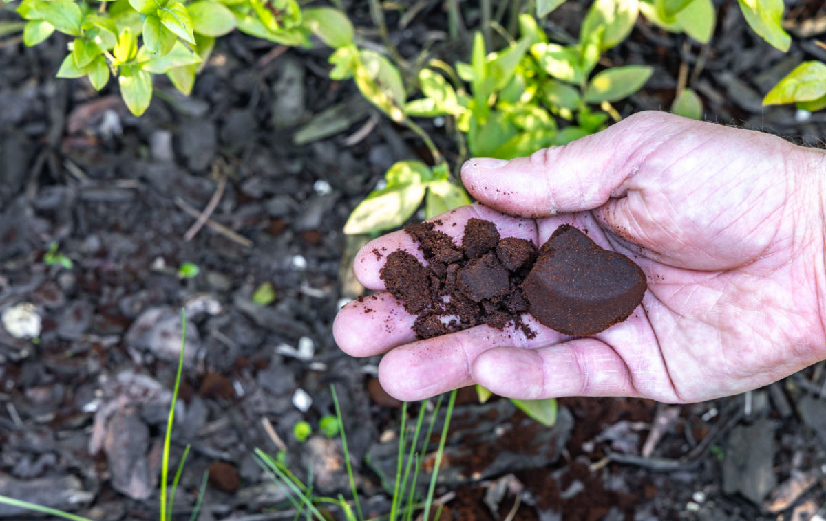 Mão usando borra de café para repelir esquilos em um jardim.