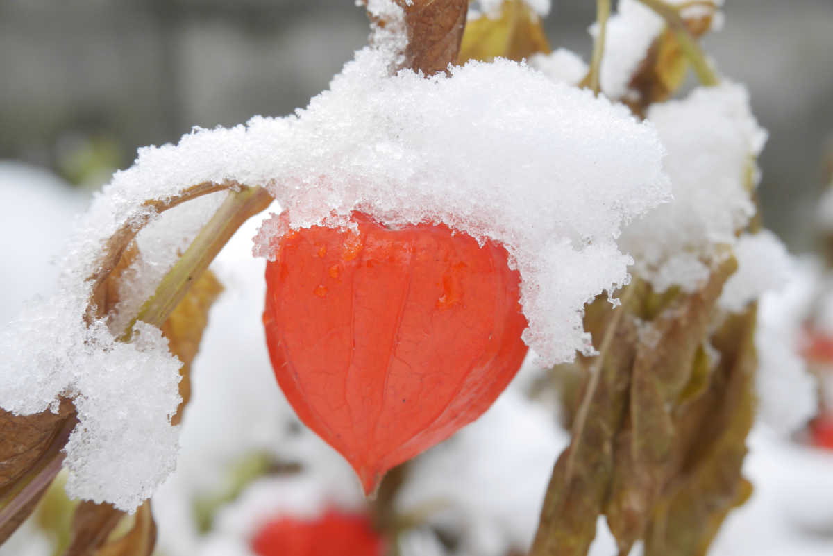Cápsulas da planta lanterna chinesa cobertas de neve.