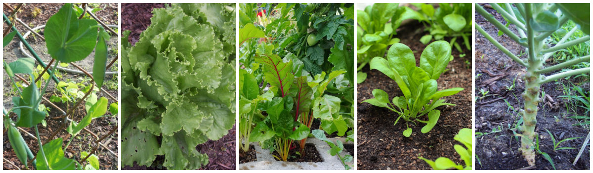 Montagem mostrando plantio de início de primavera para clima frio: ervilhas, alface, acelga, espinafre e couve-de-bruxelas.