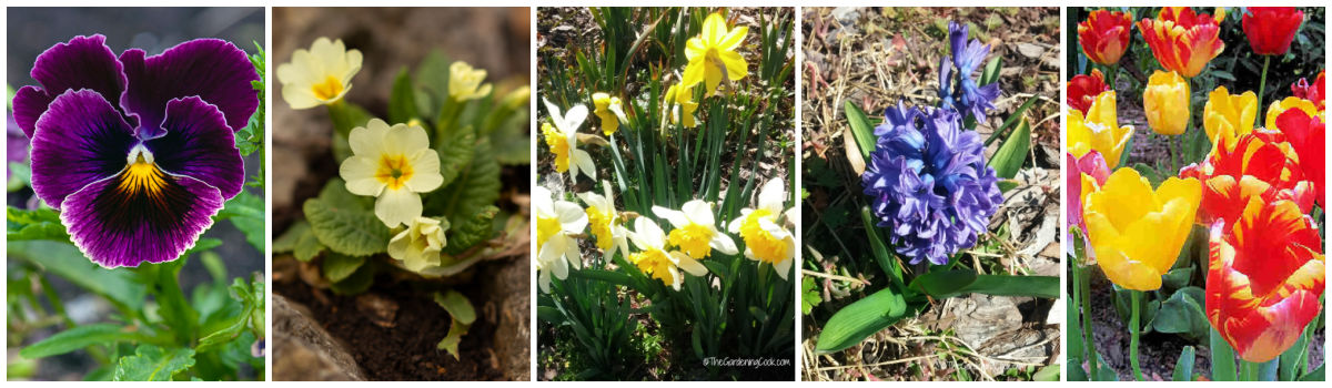 Anuais, perenes e bulbos de início de primavera para plantar, incluindo amor-perfeito, prímula, narcisos, jacinto e tulipas.