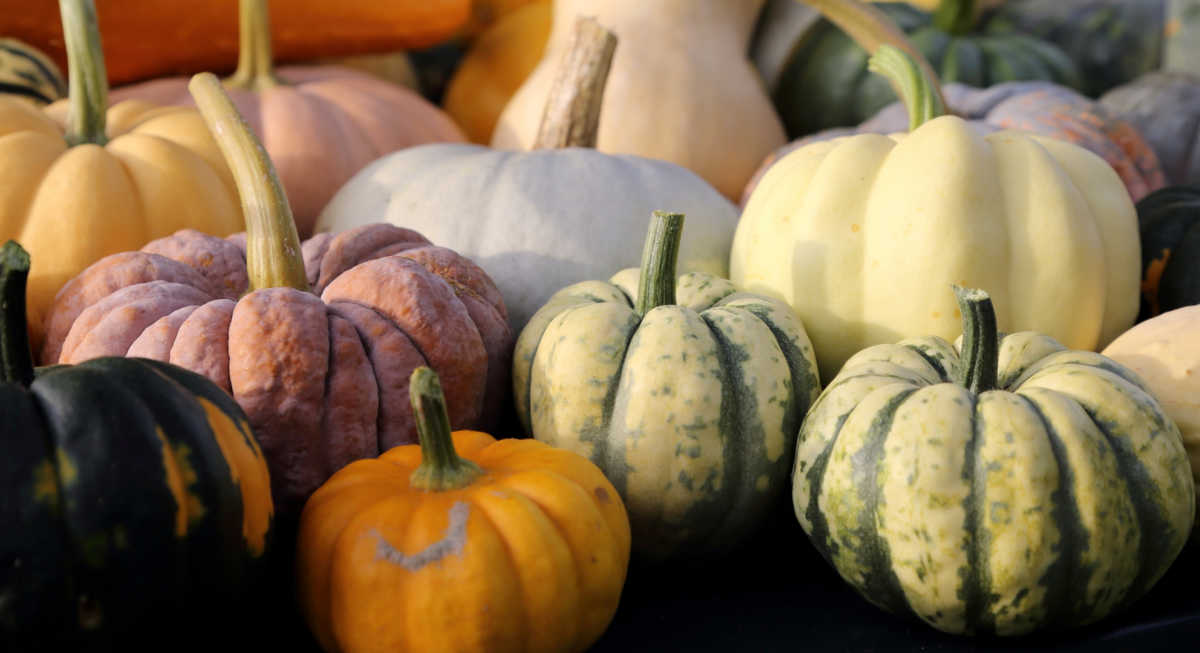 Lots of shapes and colors. Shapes and colors of heirloom pumpkins.