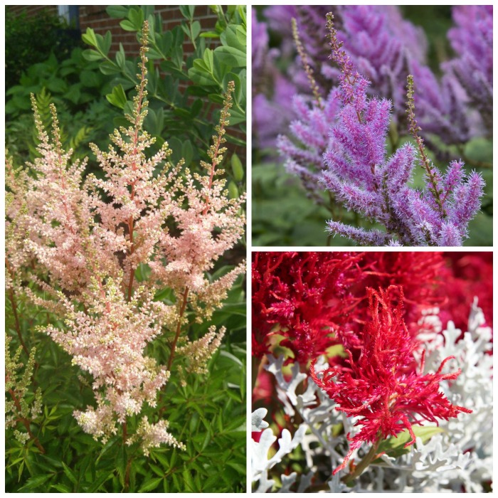 Astilbes perenes em plena floração, com tons de pêssego, roxo, branco e vermelho.