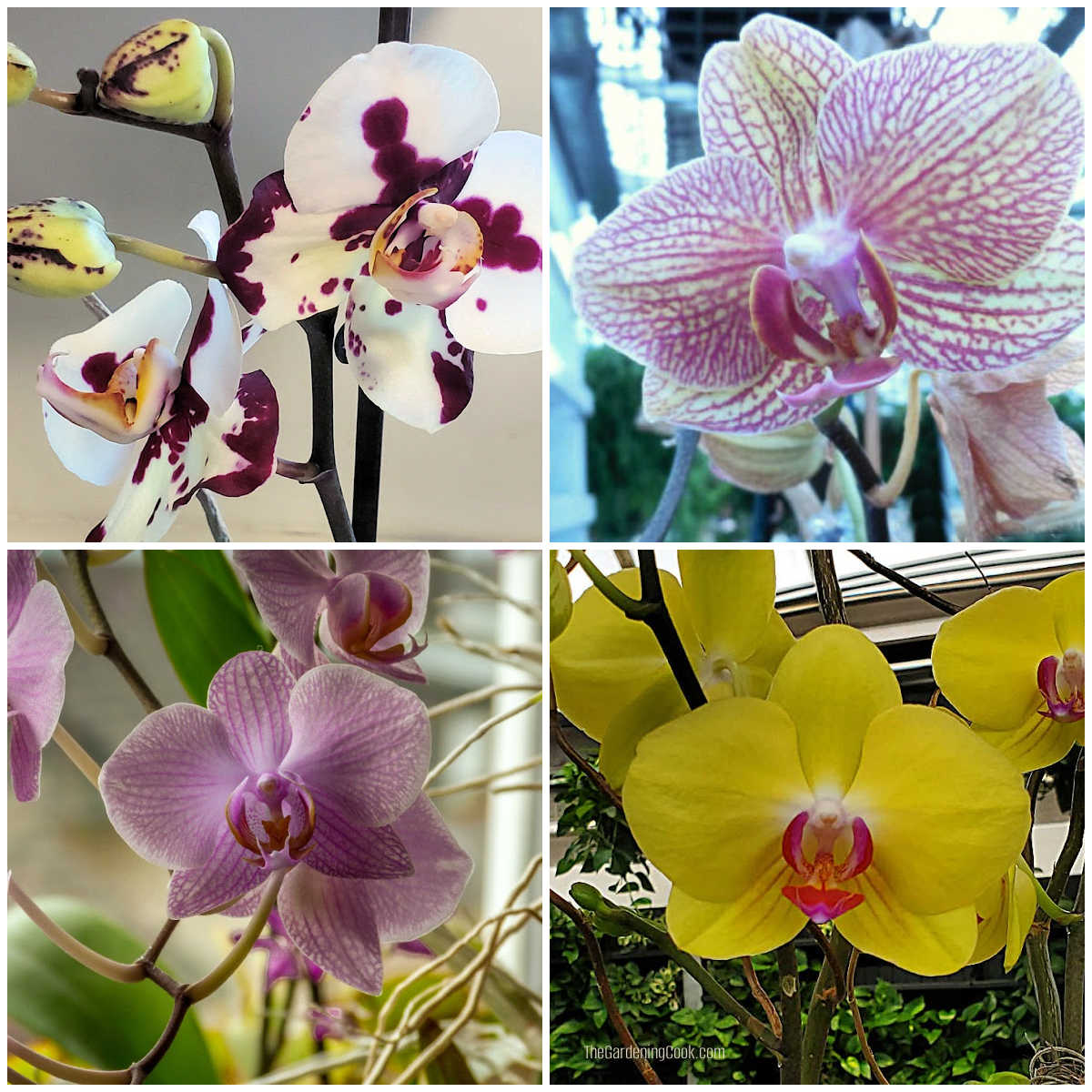 Quatro diferentes tipos de orquídeas mariposa para iniciantes nas cores rosa, roxa, amarela e manchada.