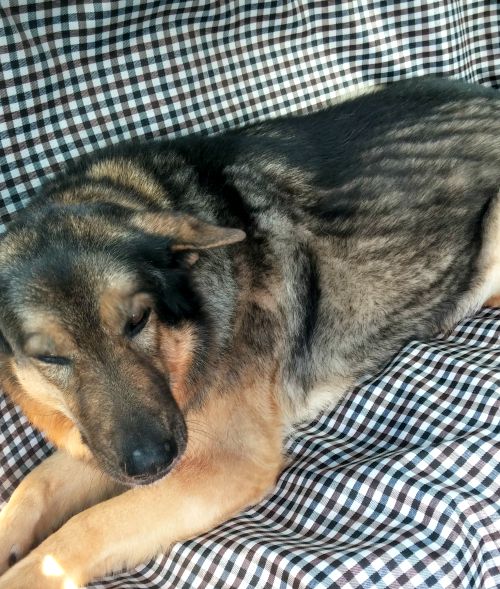 Cachorro confortável