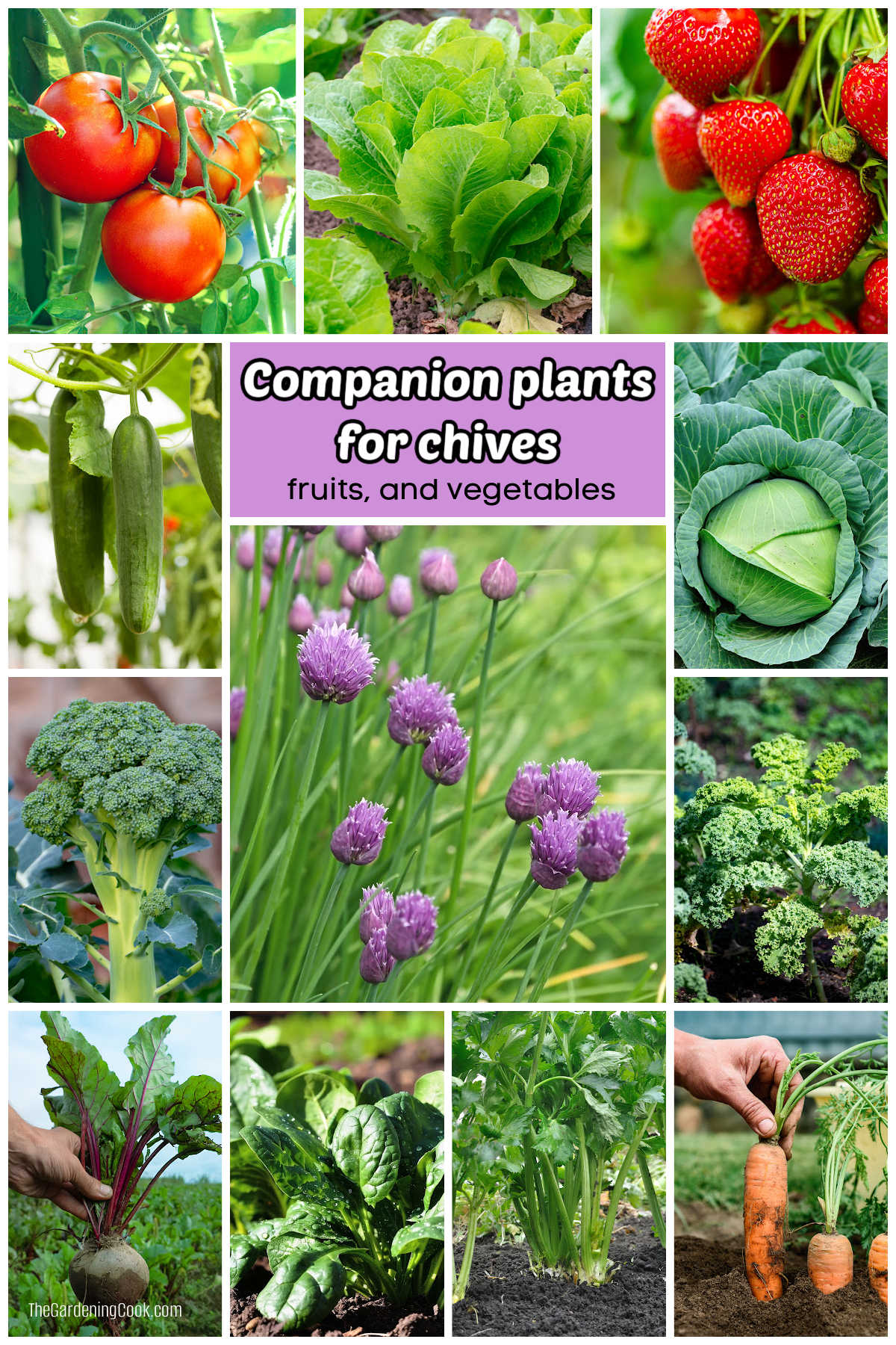 As melhores plantas companheiras de frutas e hortaliças para a cebolinha Fotos de hortaliças em uma colagem com cebolinha no centro. A caixa de texto lilás diz plantas companheiras da cebolinha - frutas e hortaliças.
