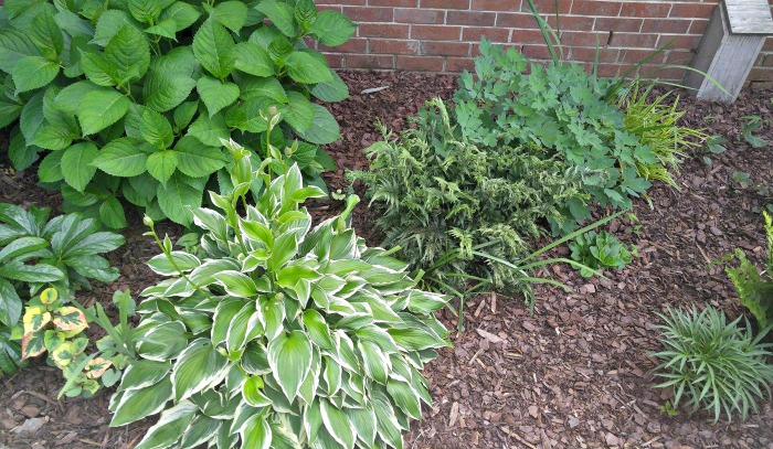 jardim sombreado com hosta, samambaias e coração-sangrento Um canteiro com plantas companheiras do coração-sangrento, como hortênsias, hostas, samambaias e liriope, ao lado de uma planta coração-sangrento.