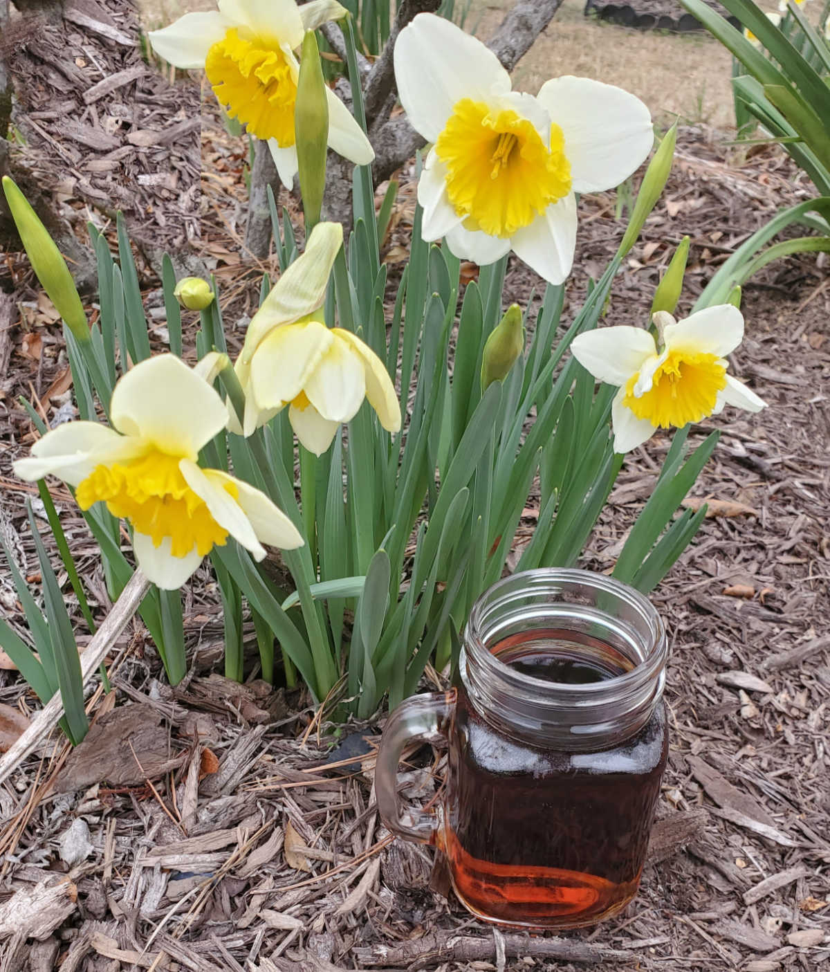 Fertilizante de chá de composto aplicado ao solo perto de narcisos em flor em um jardim.