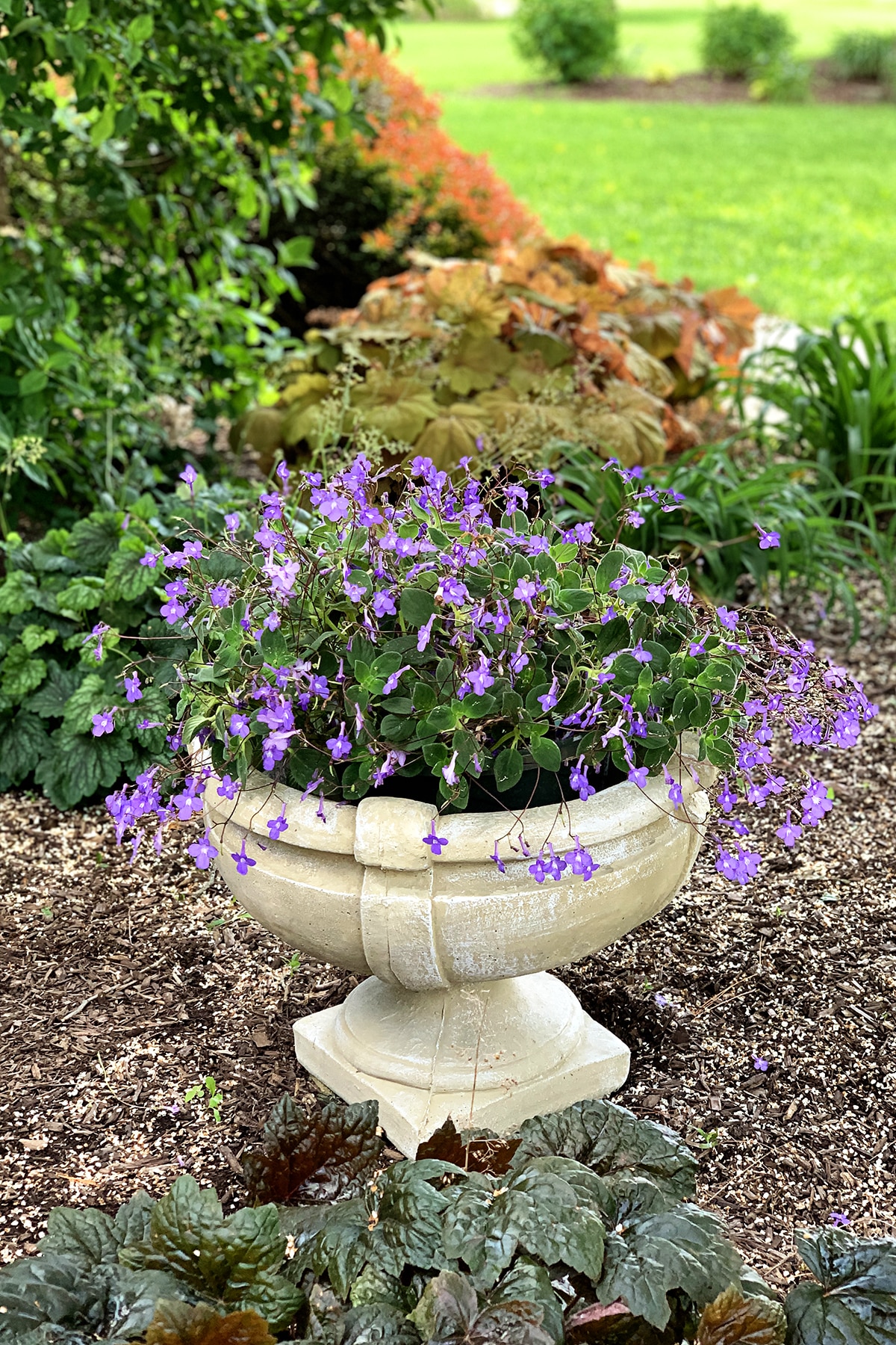 Vaso de jardim de concreto com Streptocarpella saxorum, também conhecido como violeta africana falsa.