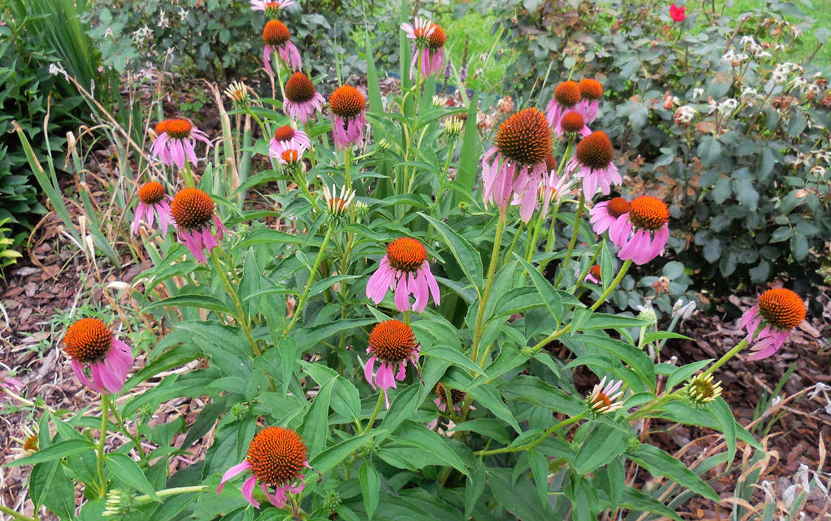 Equináceas em plena floração em um jardim cottage.