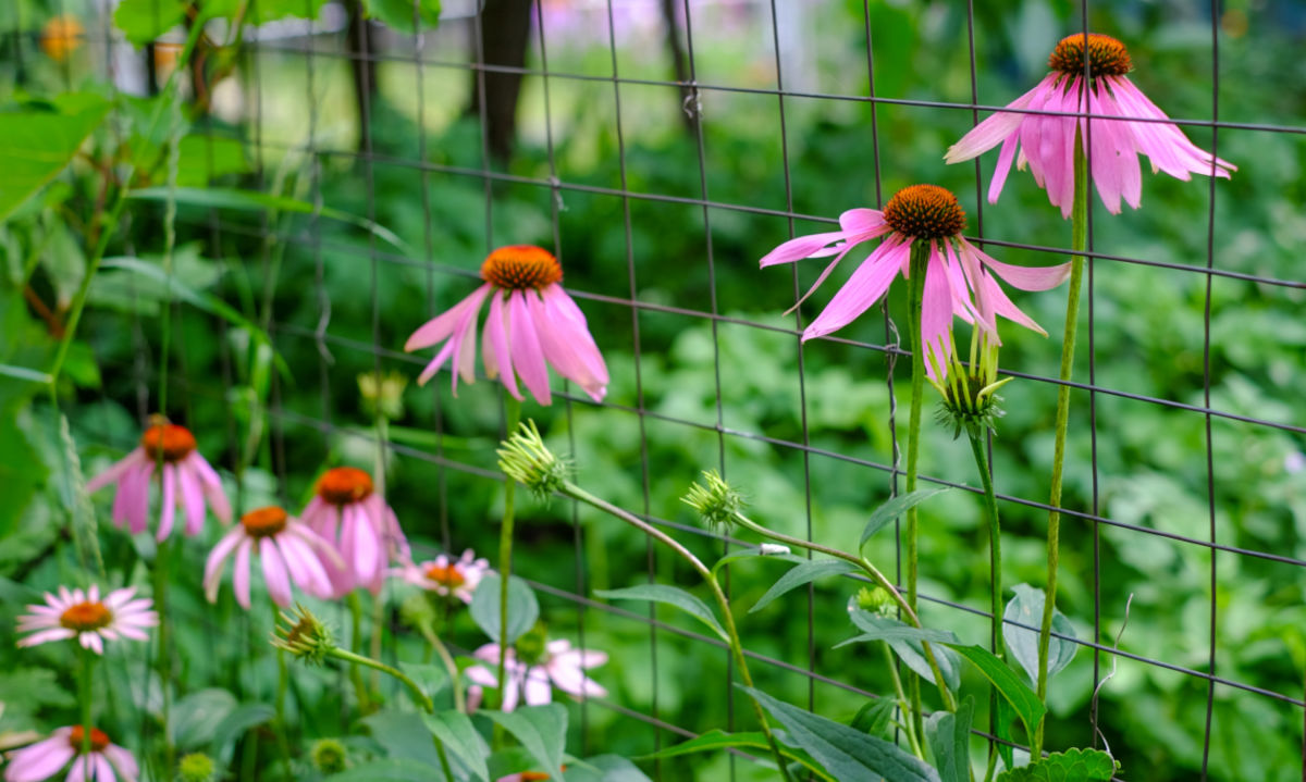 Equináceas cor-de-rosa plantadas ao longo de uma cerca do quintal para suavizar o metal.