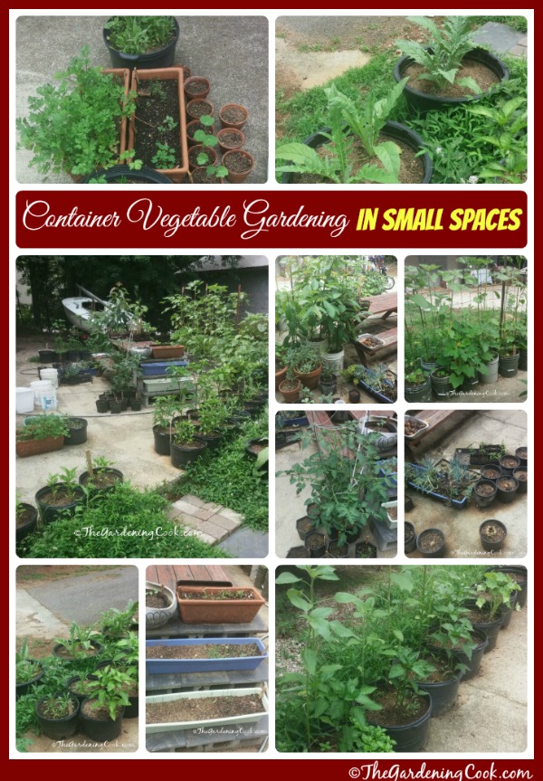 Você pode cultivar vegetais mesmo em um pequeno quintal. Uma colagem com fotos de vegetais crescendo em recipientes em um jardim de pátio. A caixa de texto vermelha lê Jardinagem de vegetais em recipientes em pequenos espaços.