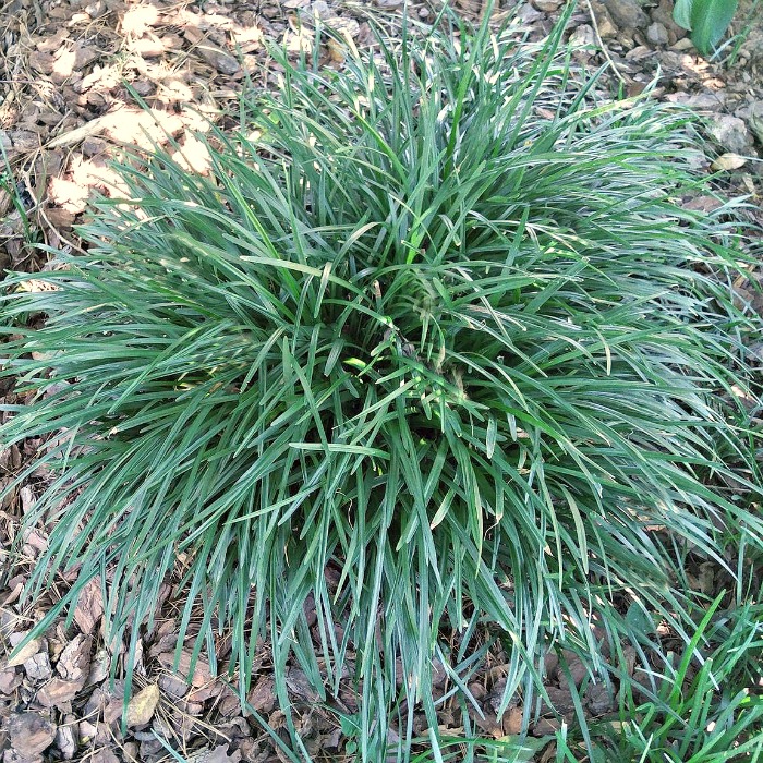 Touceira de liriope muscari em um canteiro cercado por cobertura morta.