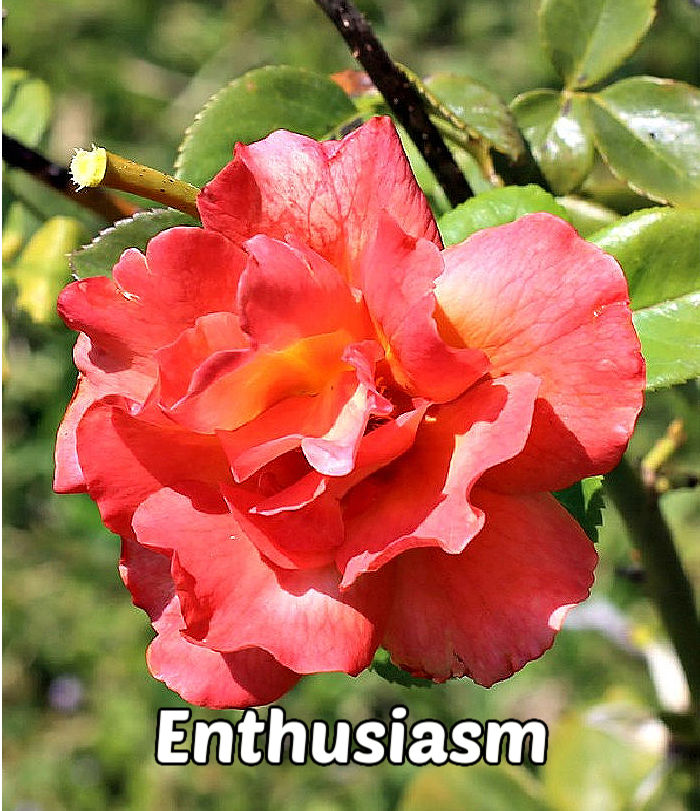 Uma rosa coral aberta sobre folhagem verde, representando desejo, entusiasmo e paixão.