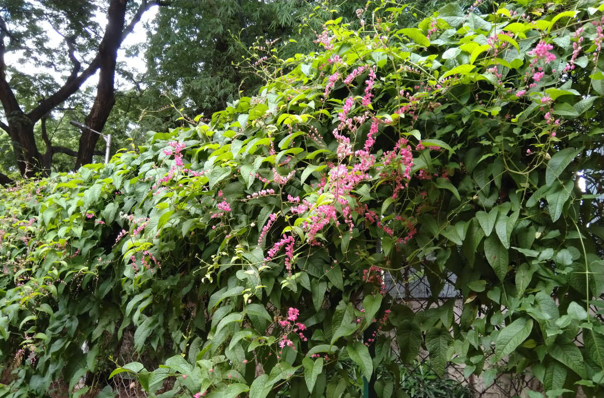 Trepadeira coral rosa cobrindo a linha de uma cerca.