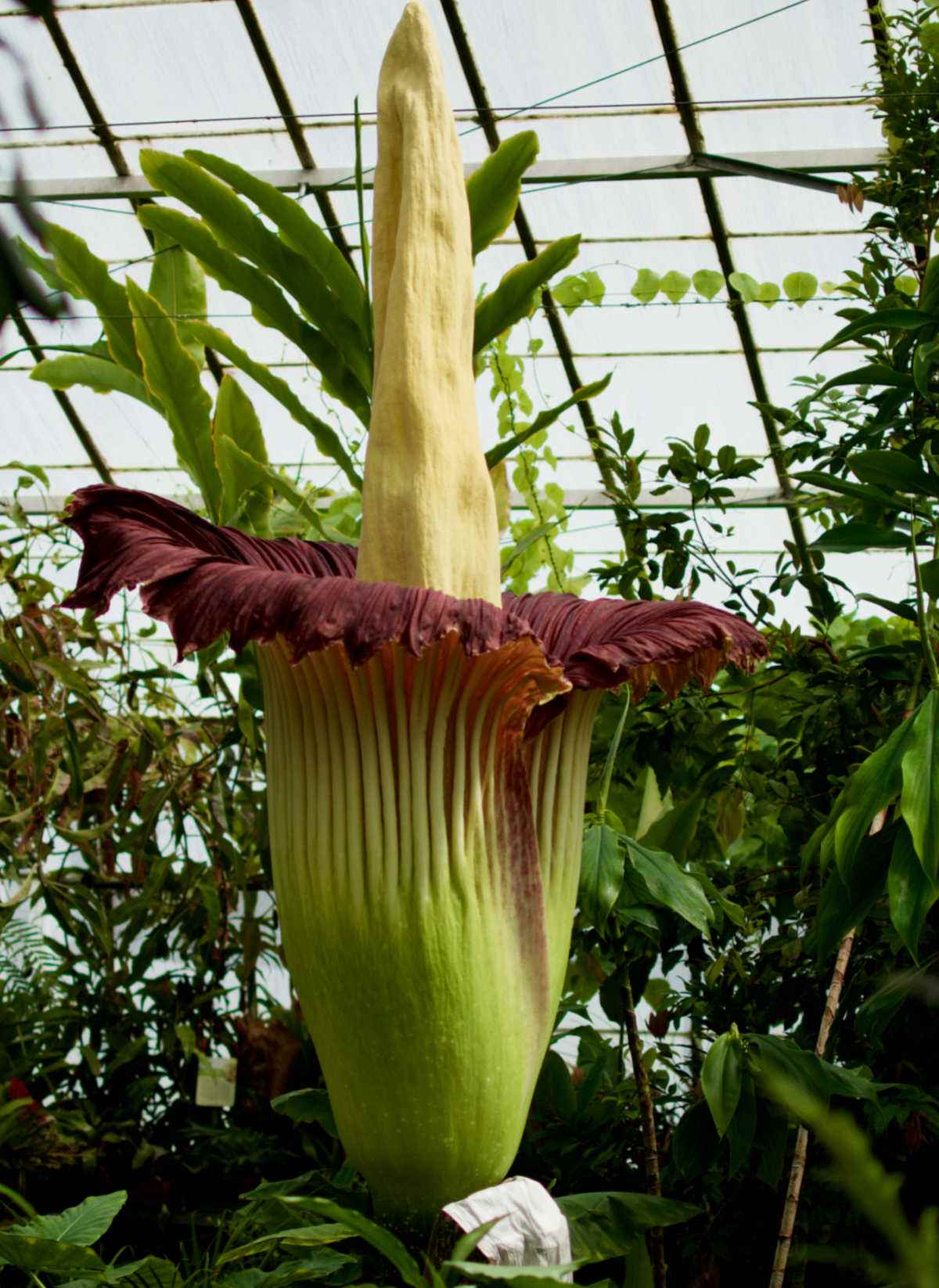 Flor do gigante Amorphophallus Titanum, uma planta de cheiro horrível conhecida como flor do cadáver em plena floração.