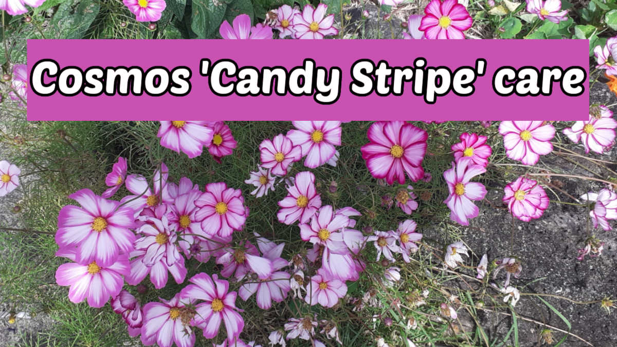 Flores rosa e brancas listradas em um campo. Caixa de texto rosa escuro lê Cuidado do Cosmos Candy Stripe.